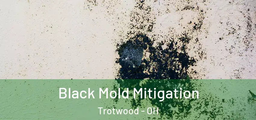 Black Mold Mitigation Trotwood - OH