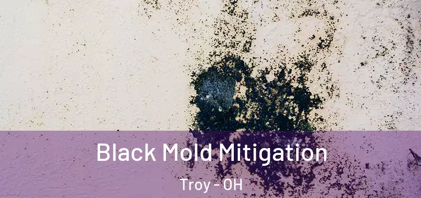 Black Mold Mitigation Troy - OH