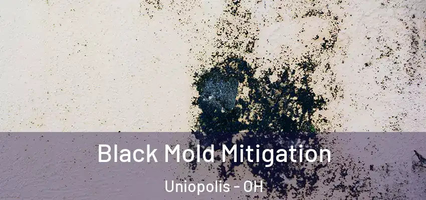 Black Mold Mitigation Uniopolis - OH