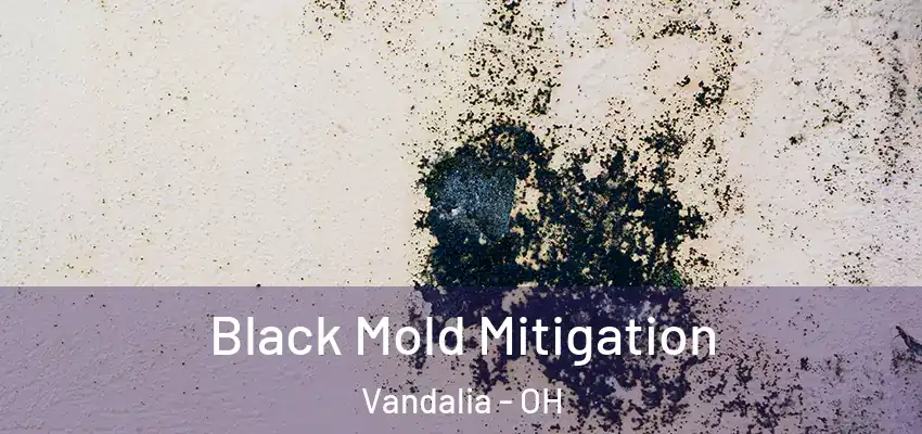 Black Mold Mitigation Vandalia - OH