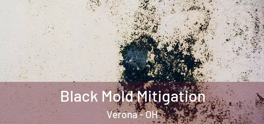  Black Mold Mitigation Verona - OH