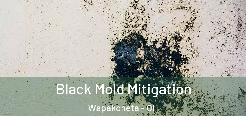 Black Mold Mitigation Wapakoneta - OH