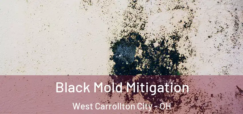  Black Mold Mitigation West Carrollton City - OH
