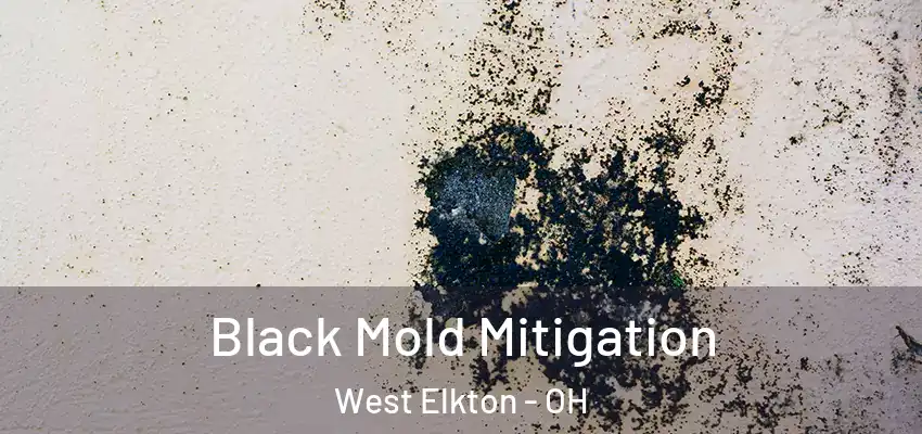 Black Mold Mitigation West Elkton - OH