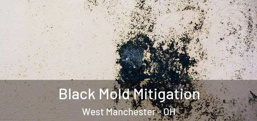  Black Mold Mitigation West Manchester - OH