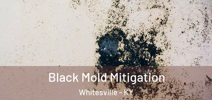  Black Mold Mitigation Whitesville - KY