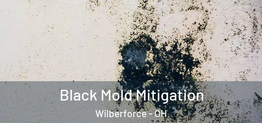 Black Mold Mitigation Wilberforce - OH