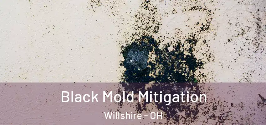 Black Mold Mitigation Willshire - OH
