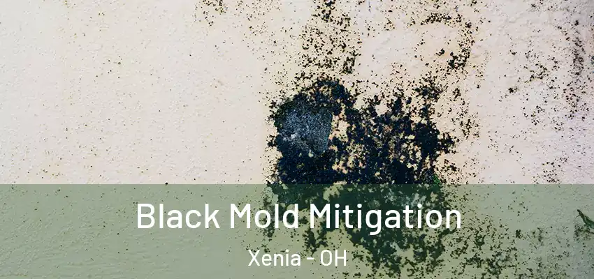Black Mold Mitigation Xenia - OH