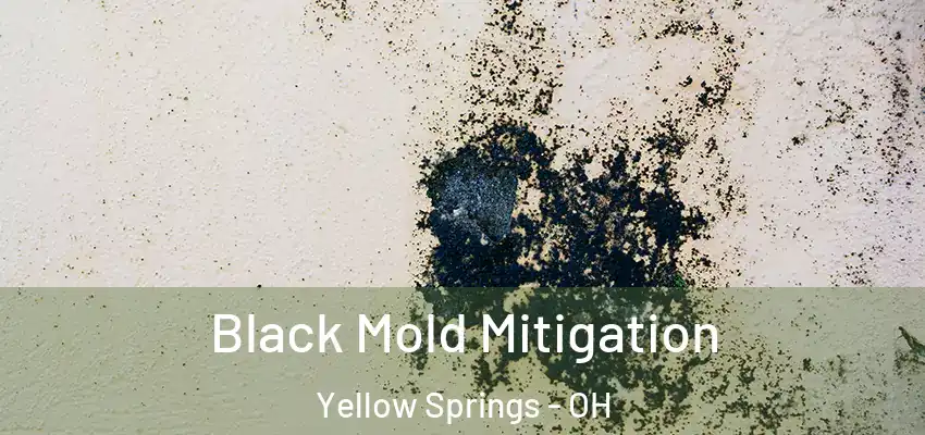 Black Mold Mitigation Yellow Springs - OH