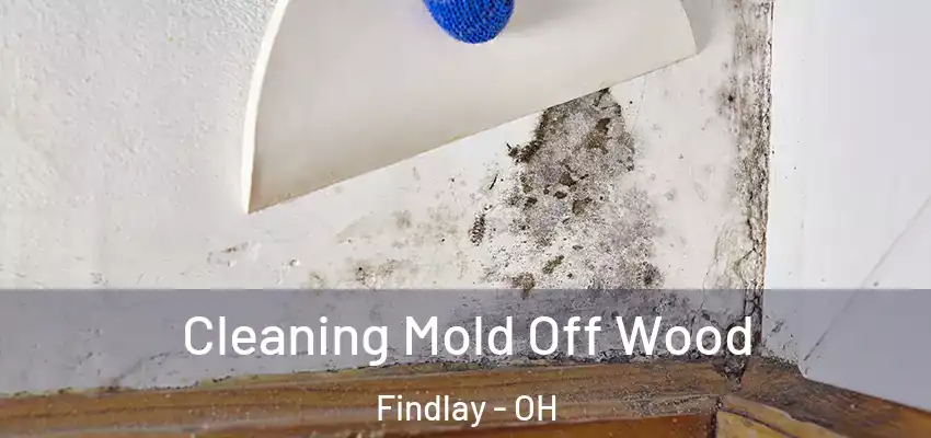  Cleaning Mold Off Wood Findlay - OH