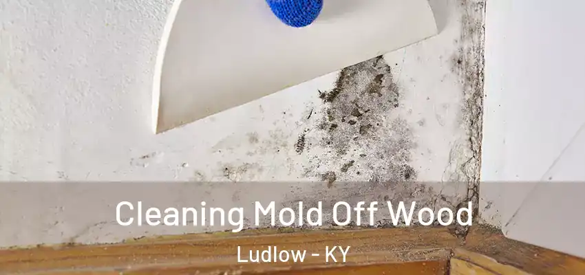  Cleaning Mold Off Wood Ludlow - KY