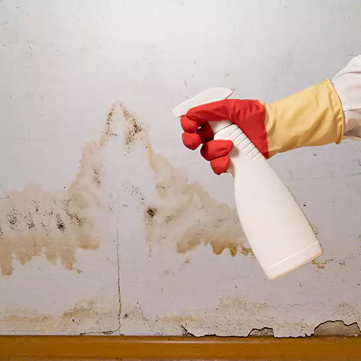 Trusted Black Mold Mitigation Specialists in Middletown, OH
