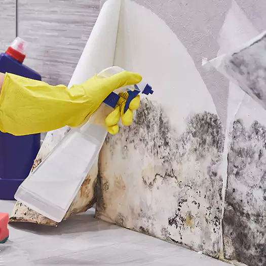 Reliable Mold Abatement Specialists in Middletown, OH