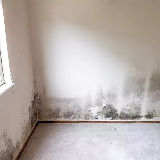 Trusted Mold Cleanup Specialists in Middletown, OH