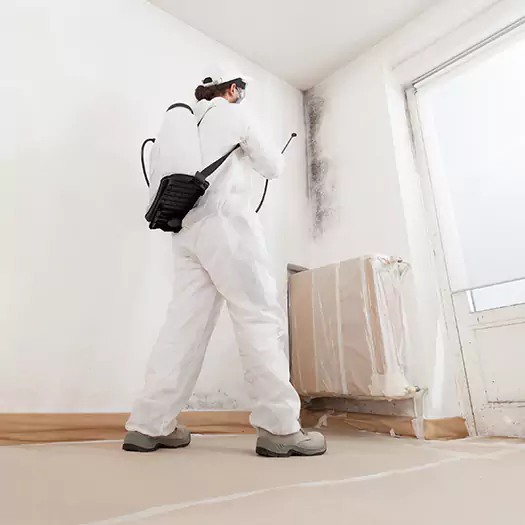 Trusted Mold Damage Experts in Middletown, OH