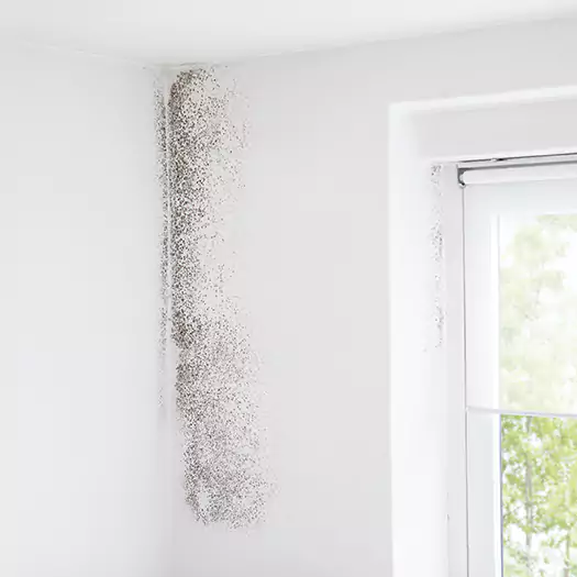 Trusted Mold Eradication Professionals Serving in Middletown, OH