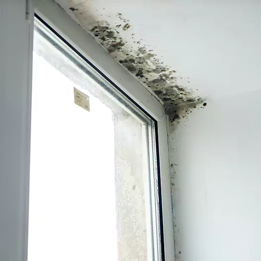 Experienced Mold Mitigation Specialists in Middletown, OH