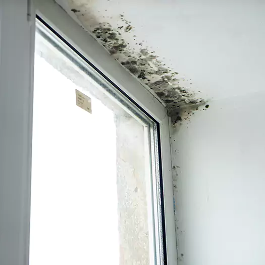 Trusted Mold on Bathroom Ceiling Experts in Middletown, OH