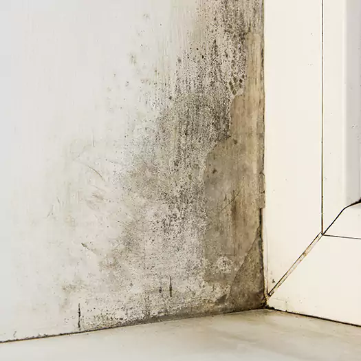 Skilled Mold on Drywall Experts in Middletown, OH