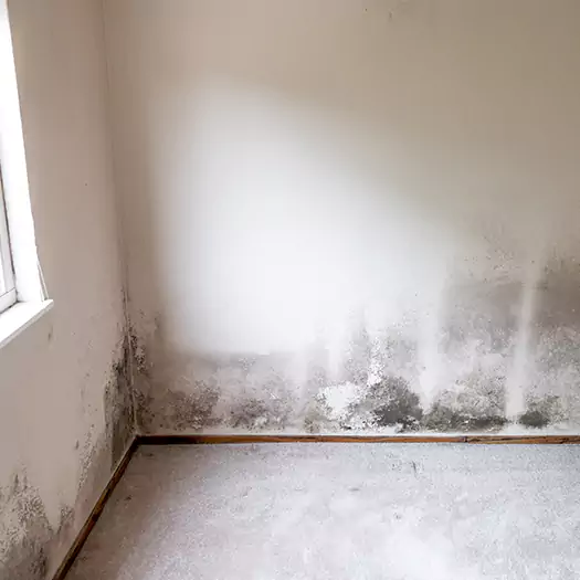 Trusted Mold on the Wall Experts in Middletown, OH