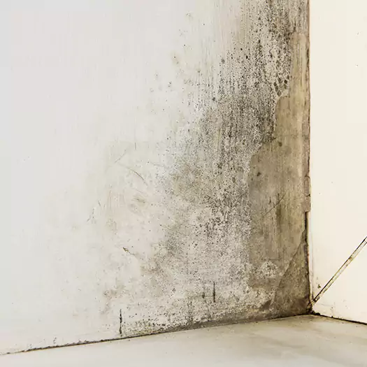 #1 Mold Remediation and Removal Experts in Middletown, OH