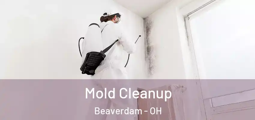 Mold Cleanup Beaverdam - OH