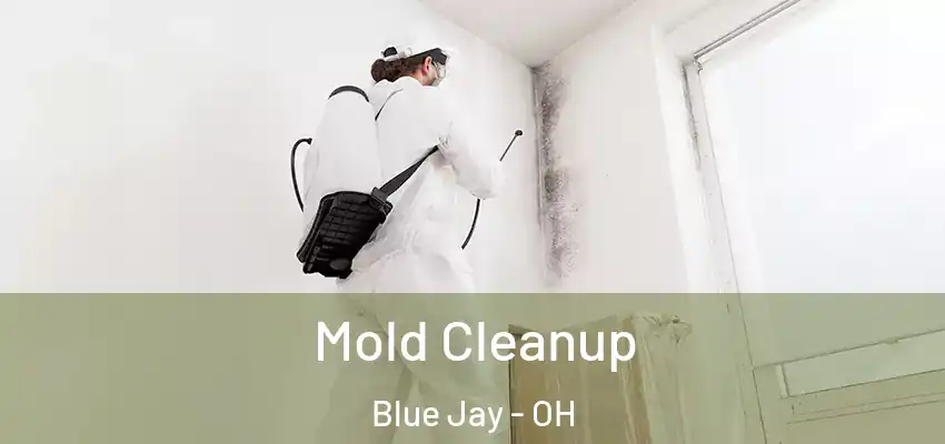  Mold Cleanup Blue Jay - OH