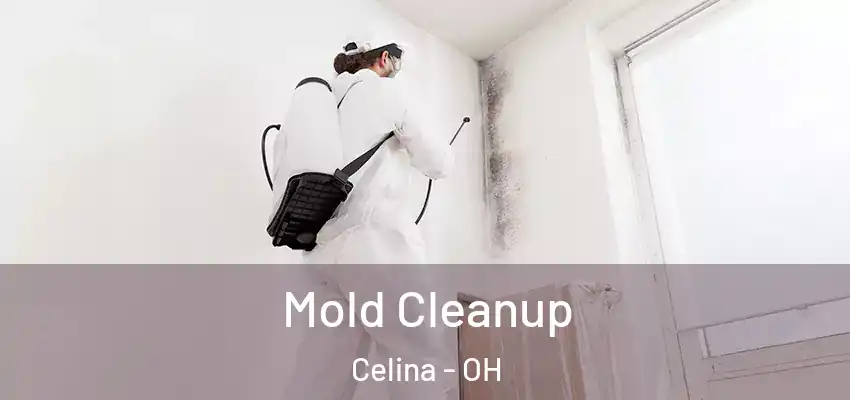  Mold Cleanup Celina - OH