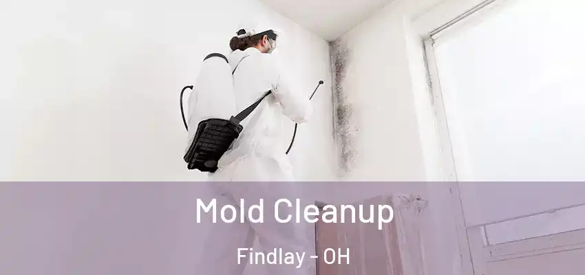Mold Cleanup Findlay - OH
