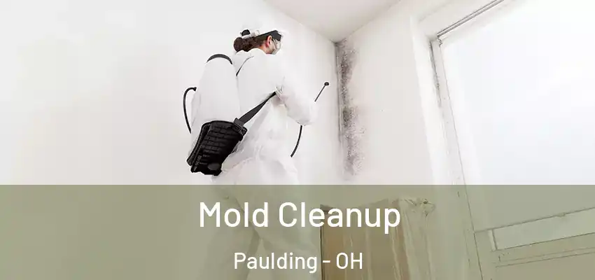 Mold Cleanup Paulding - OH