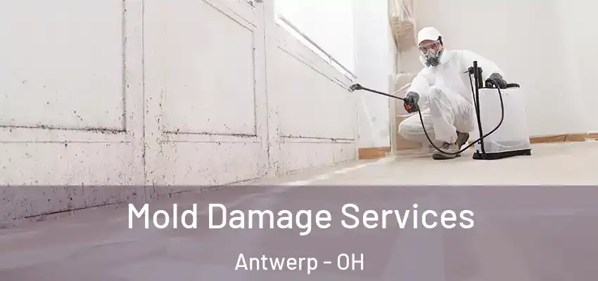  Mold Damage Services Antwerp - OH