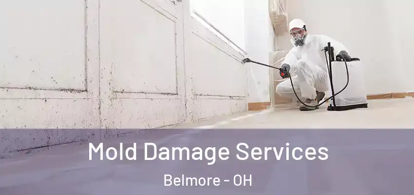  Mold Damage Services Belmore - OH