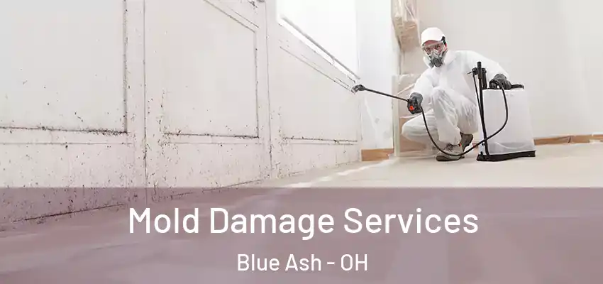 Mold Damage Services Blue Ash - OH