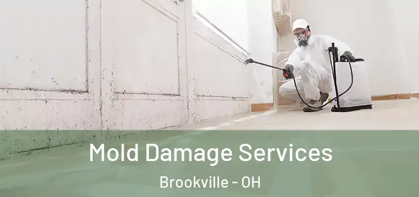 Mold Damage Services Brookville - OH