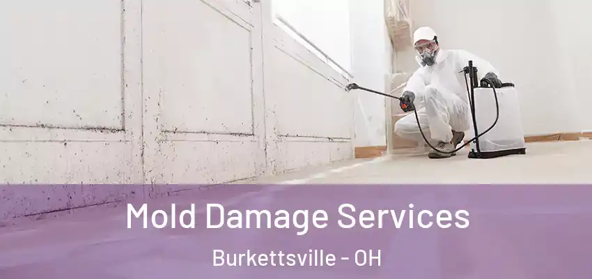 Mold Damage Services Burkettsville - OH