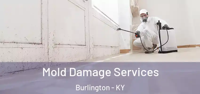 Mold Damage Services Burlington - KY