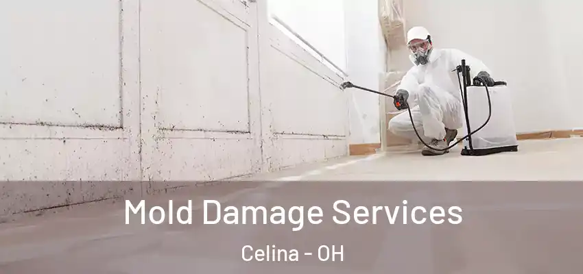 Mold Damage Services Celina - OH