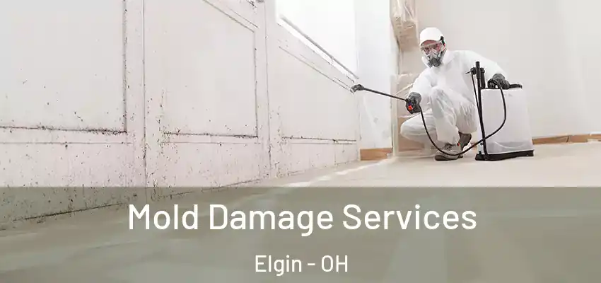 Mold Damage Services Elgin - OH