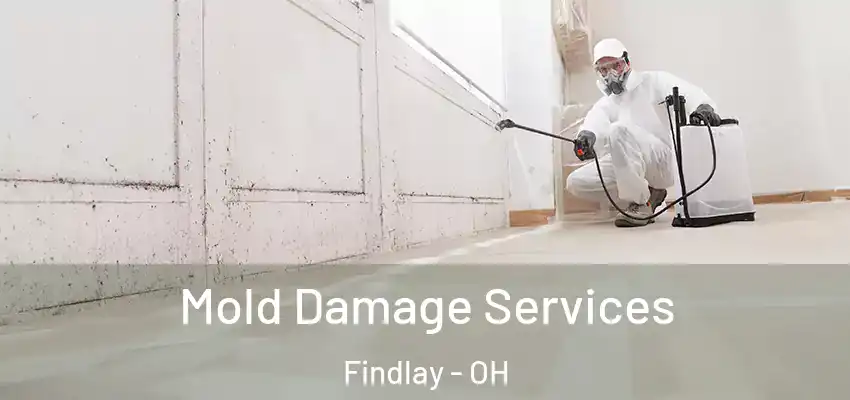 Mold Damage Services Findlay - OH