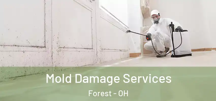 Mold Damage Services Forest - OH