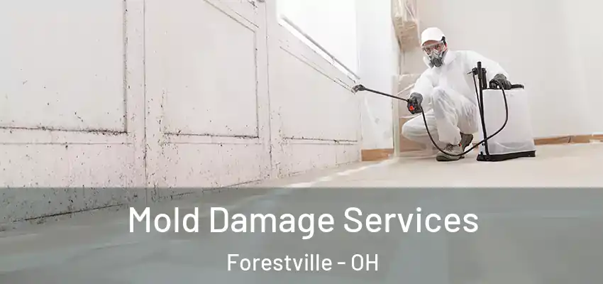 Mold Damage Services Forestville - OH