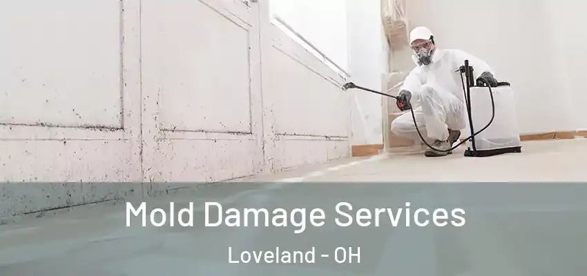  Mold Damage Services Loveland - OH