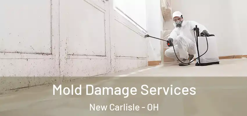 Mold Damage Services New Carlisle - OH