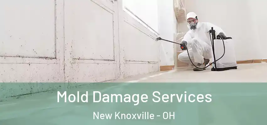 Mold Damage Services New Knoxville - OH