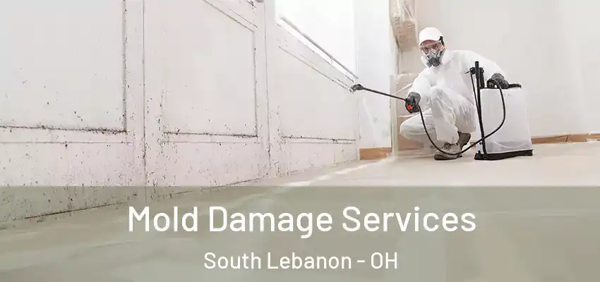  Mold Damage Services South Lebanon - OH