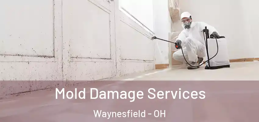 Mold Damage Services Waynesfield - OH