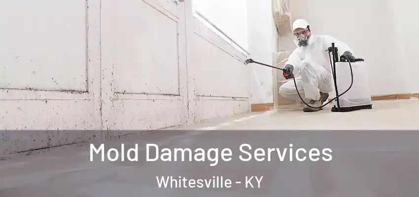 Mold Damage Services Whitesville - KY