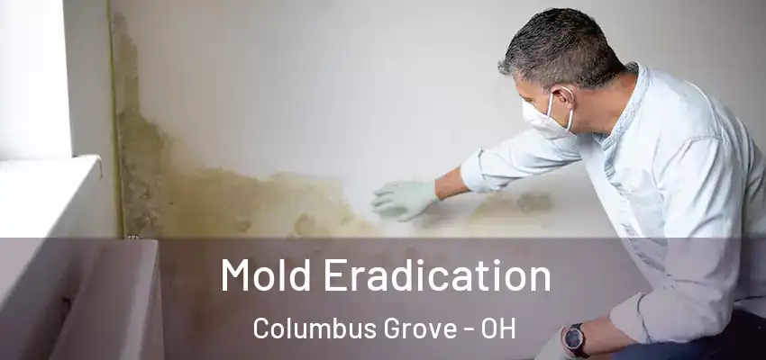  Mold Eradication Columbus Grove - OH