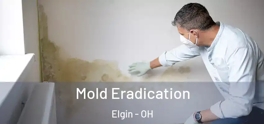 Mold Eradication Elgin - OH